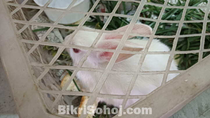 ছোট খরগোশ এর বাচ্চা